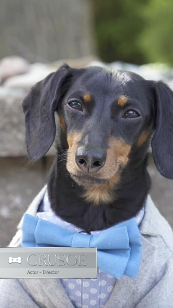 Furever Love Contestant - Crusoe the dog