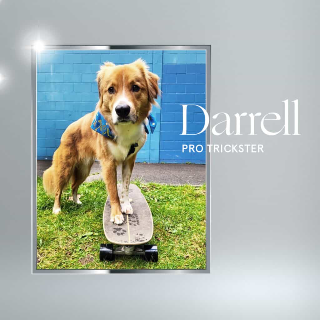 Furever Love Contestant - Darrell the dog